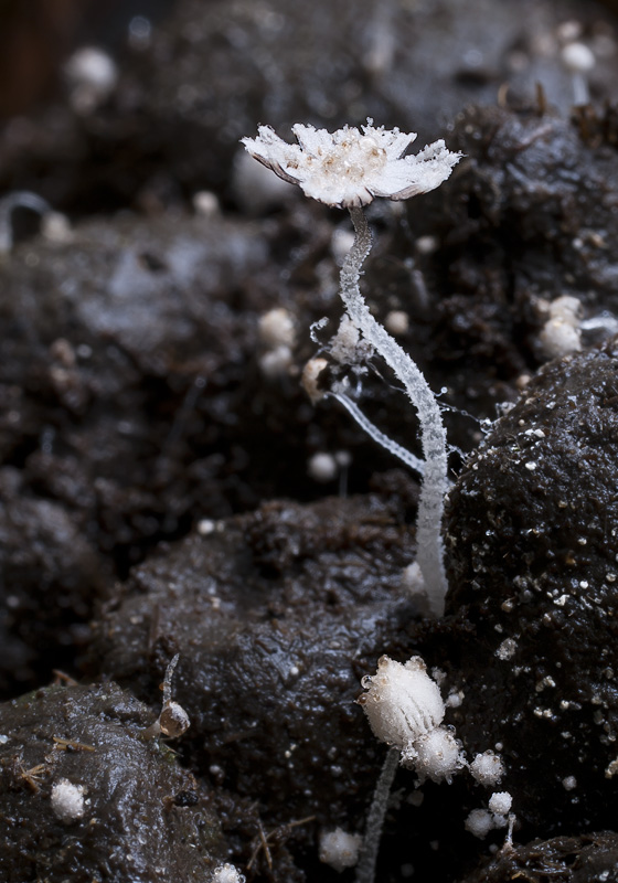 Coprinopsis stercorea